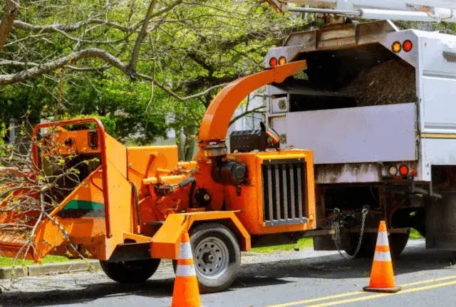 tree removal anne arundel md