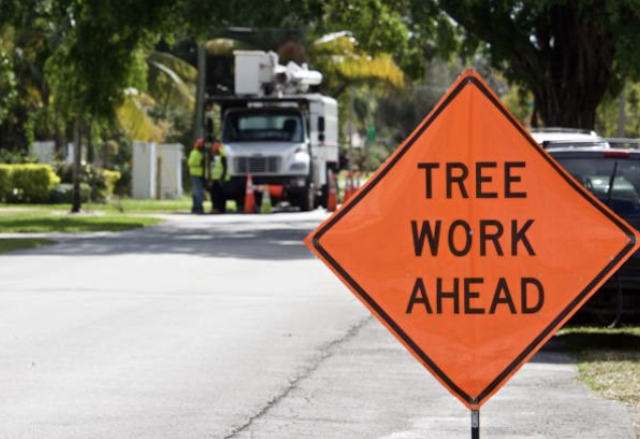 tree removal Gambrills md