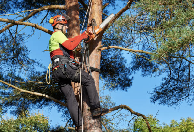  tree pruning anne arundel