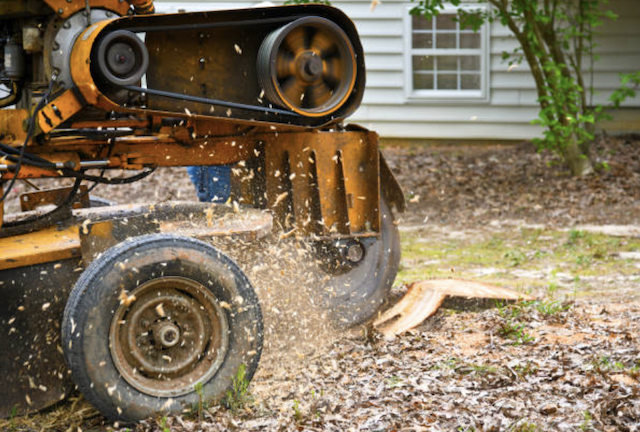 stump grinding anne arundel md