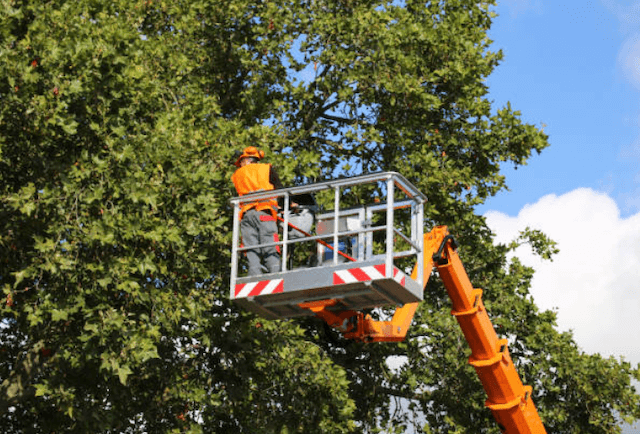 tree trimming Gambrills md