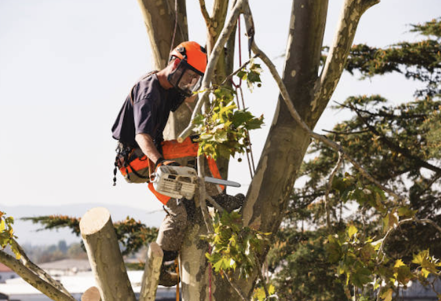 tree removal anne arundel