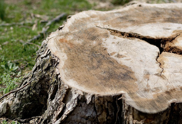 stump grinding Gambrills md